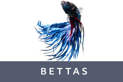 Bettas Fish