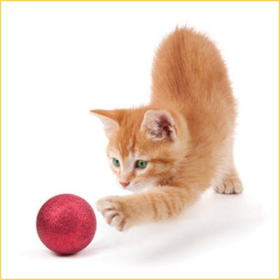 Cats Toys
