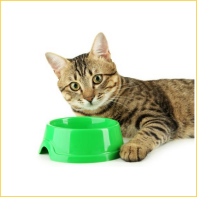 Cat  Bowls & Feeders