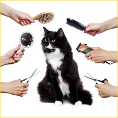 Cats Grooming & Hygiene