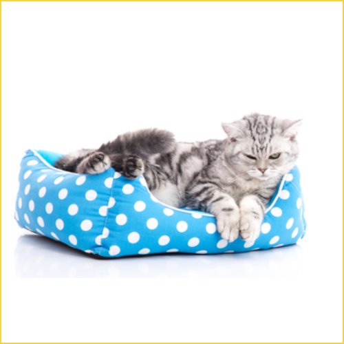 Cat Beds Pets Qatar