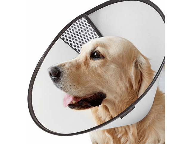 Pawise Pet E-collar – Pets Qatar