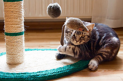 5 Secrets to Keep Your Indoor Cat Happy and Stimulated in Qatar