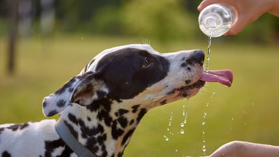 Dealing with Shedding Season in Qatar: Brushes, Shampoos and Solutions from PetsQtr