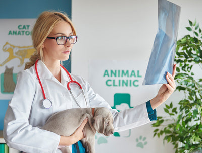 Importance of Regular Vet Check-ups for cats and dogs