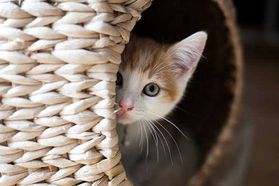 5 Tested Secrets to Calm Your Anxious Cat in Qatar