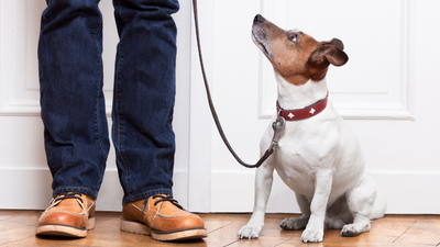 5 Must-Learn Training Commands Every Qatar Dog Owner Should Know