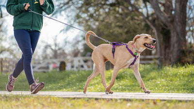 The Benefits of Regular Walks for Pets: The physical and mental health benefits of daily walks.