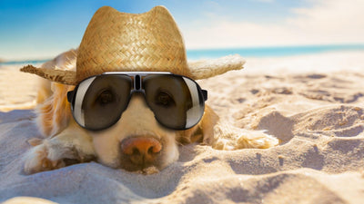 Living with Pets in Qatar's Summer: Essential Tips for Keeping Dogs and Cats Cool