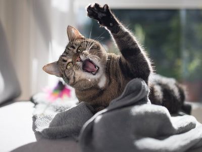 The Grumpy Cat: Understanding and Managing Aggression in Cats