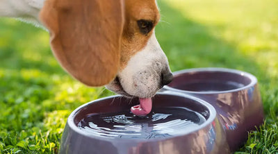 7 Pet Hydration Secrets That Every Qatar Pet Owner Needs to Know