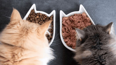Wet Cat Food vs. Dry Cat Food : A Qatar Pet Owner's Guide