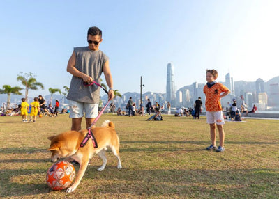 Top Pet-Friendly Cafes and Parks in Qatar: A Complete Guide