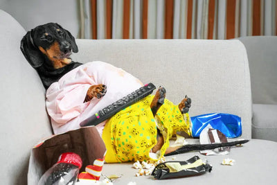 Overcoming Pet Laziness: Tips to Motivate Your Couch Potato. Strategies to encourage more active behavior in sedentary pets.