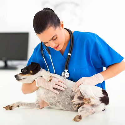 Understanding Common Pet Allergies: Symptoms, Causes, and Treatments