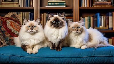 5 Proven Secrets to Perfect Multi-Cat Harmony in Qatar