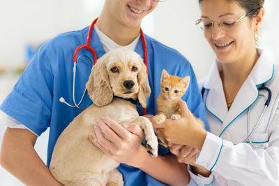 The Importance of Regular Vet Check-ups