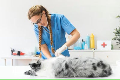 Finding the Right Veterinary Care in Qatar: A Comprehensive Guide