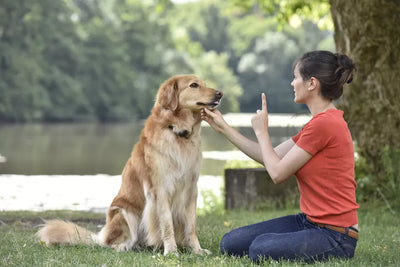 Basic Obedience Commands for Dogs: Sit, Stay, Come, and Leave It