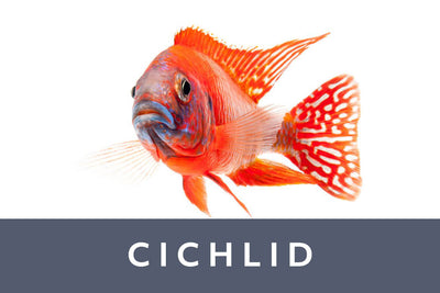 cichlid fish