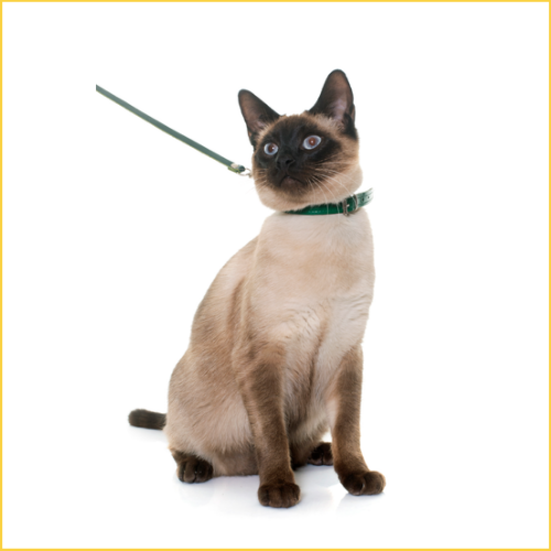Cats Collars & Harness Pets Qatar