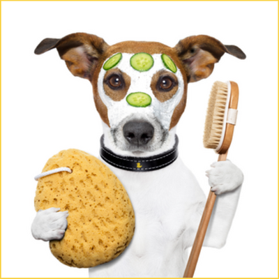 Dog Grooming & Hygiene