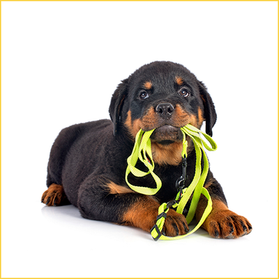 Dog Leashes, Collars & Harnesses