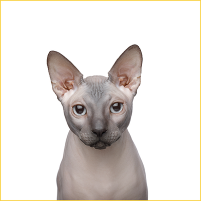 cat Ear,Skin & eye care