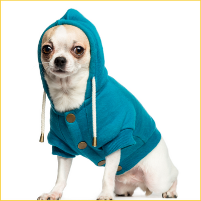Dog Clothing & Accessories