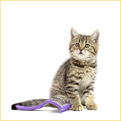 Cats Grooming tools