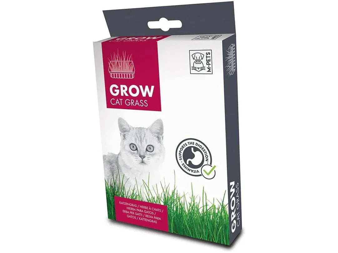 زراعة عشب القطط 