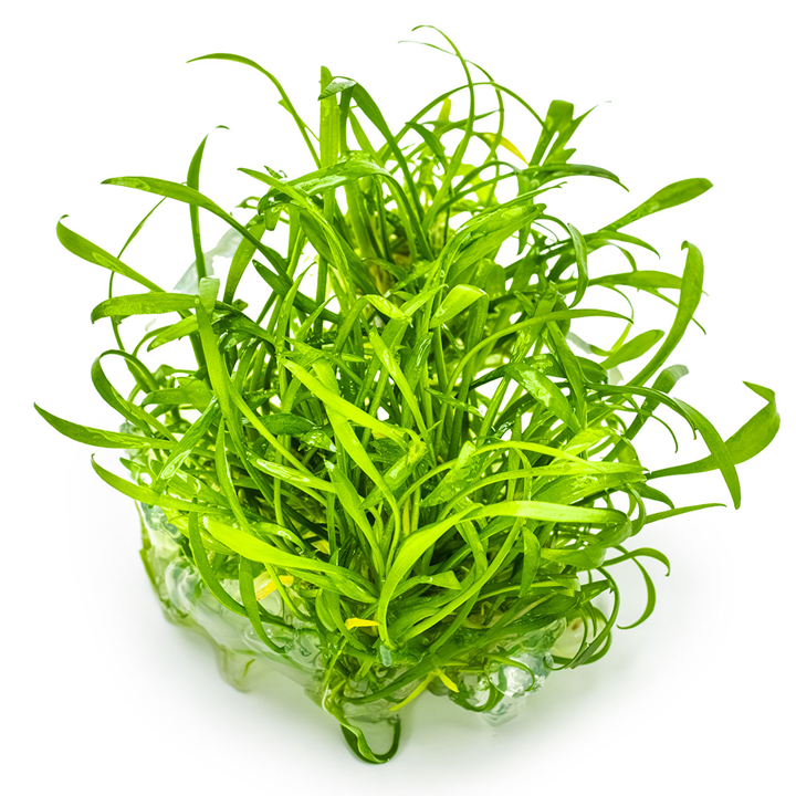 Cryptocoryne parva TC