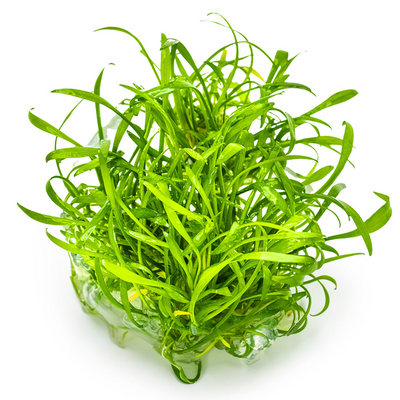 Cryptocoryne parva TC