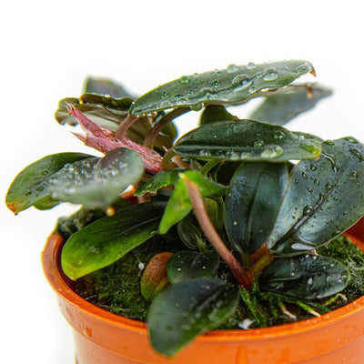 Bucephalandra sordidula `Blue`