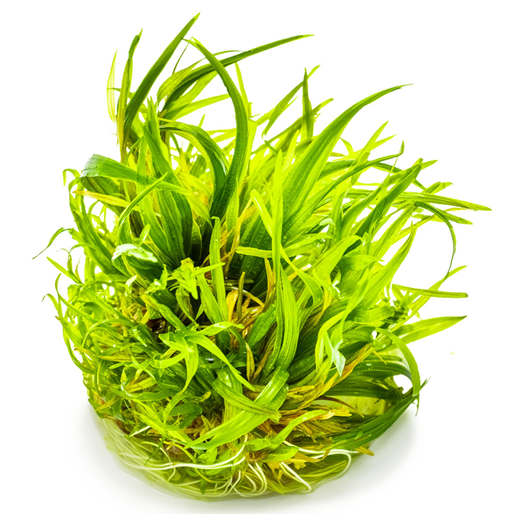 Blyxa japonica – Dynamic Grass-Like Aquascape Plant