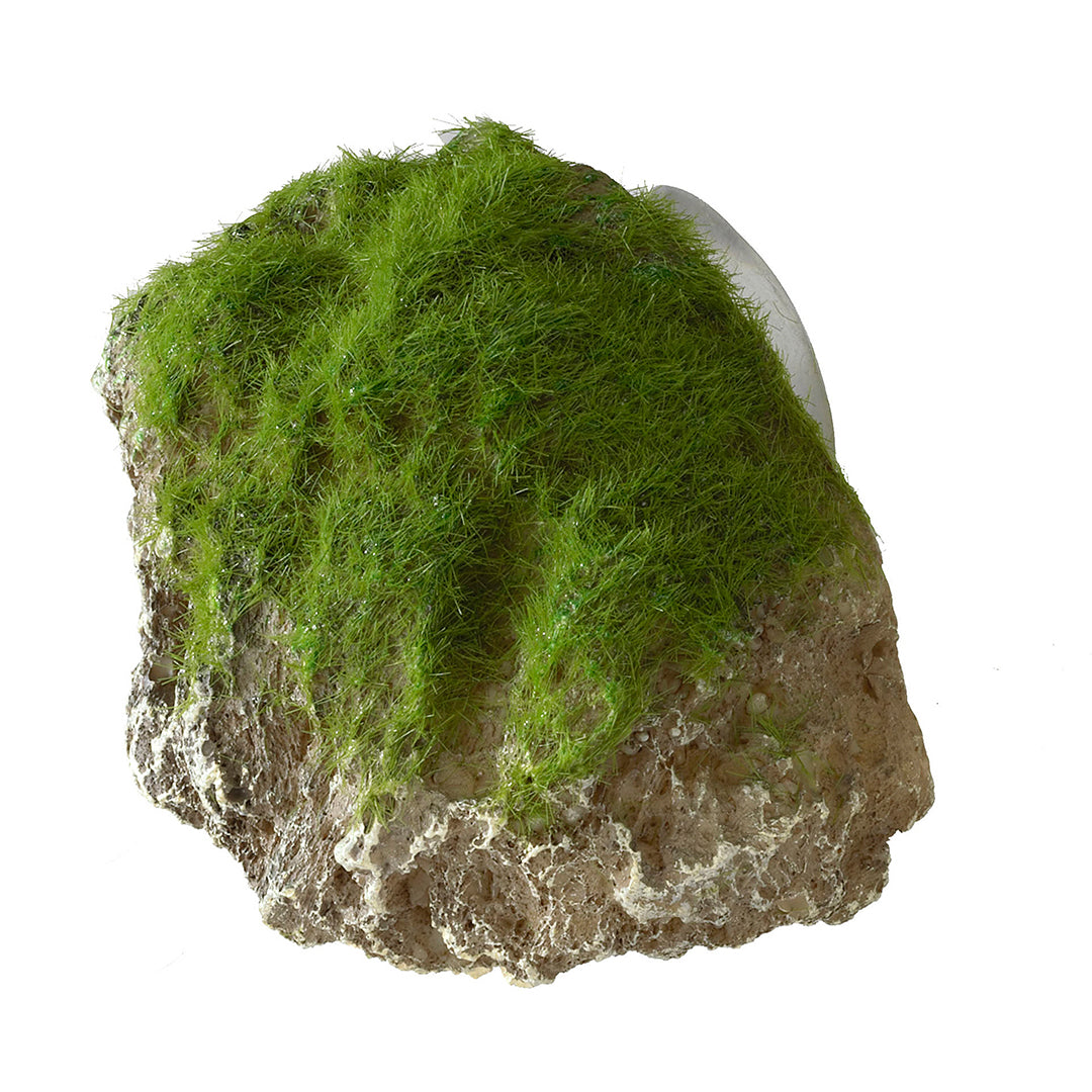 MOSS STONE WITH SUCTION CUP S - 12x9,5x10,5CM