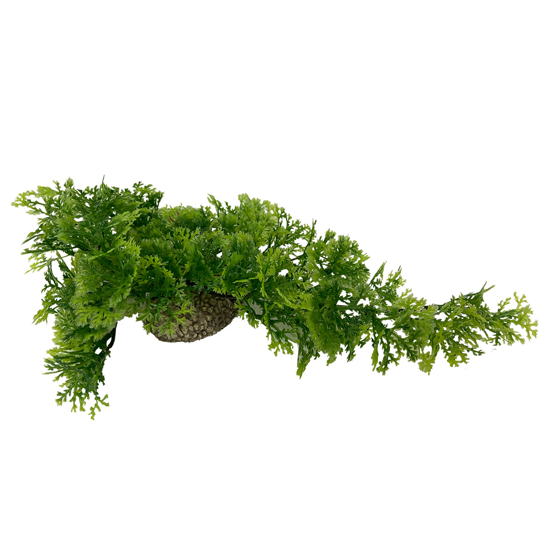 Hanging moss 5cm mixed colors