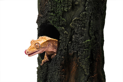 Gecko Tree 24.8x16.2x25.4cm Multicolour