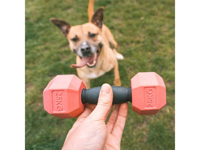 For The Gainz - Dumbbell Dog Toy Purple/Black
