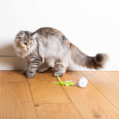 Electronic cat toy