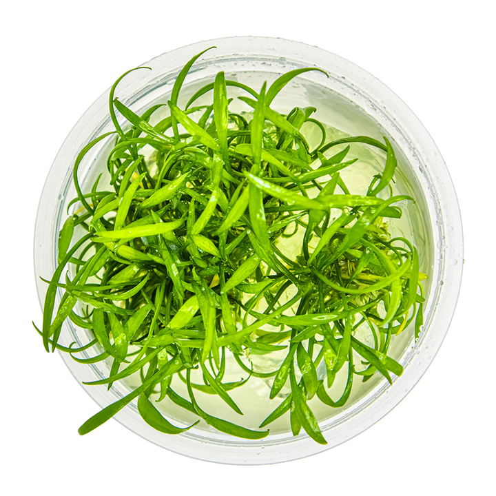 Cryptocoryne parva TC