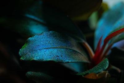 Bucephalandra sordidula `Blue`