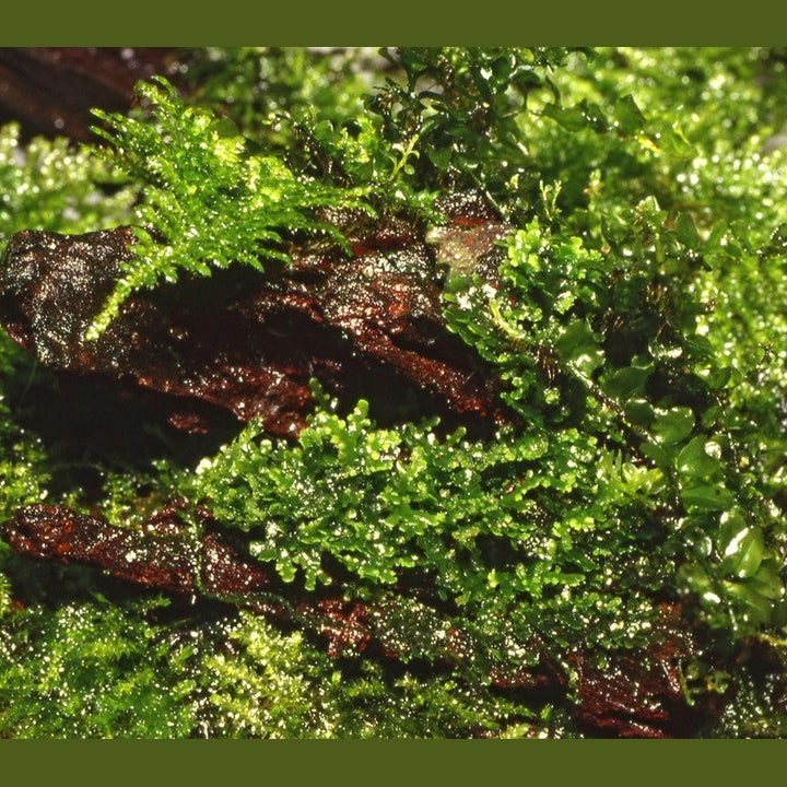 Riccardia chamedryfolia