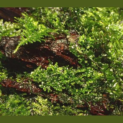 Riccardia chamedryfolia