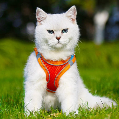 Harness Colorblocked Mesh Bust Orange Blue Xxs