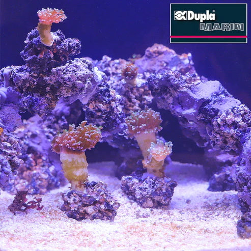 Reef Former 500 g