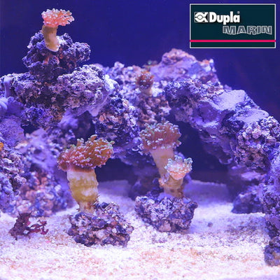 Reef Former 500 g