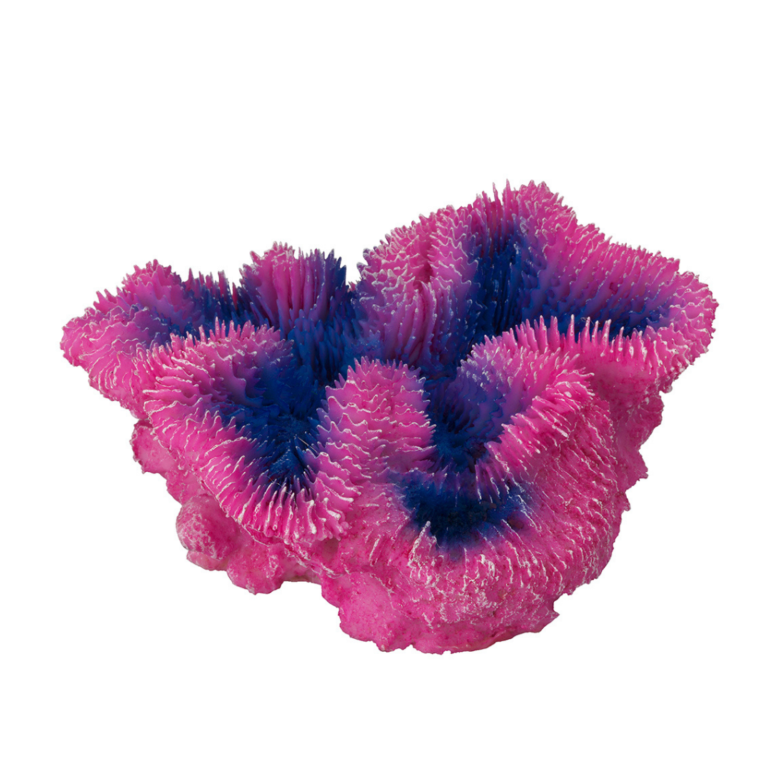 CORAAL SYMPHYLIA 12x5x12CM purple