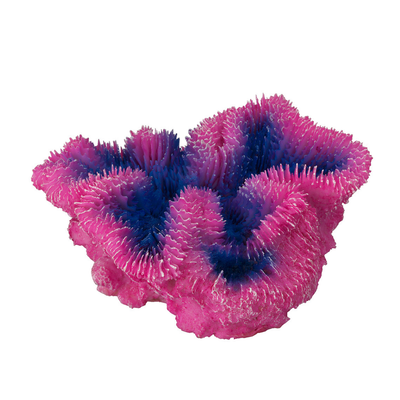 CORAAL SYMPHYLIA 12x5x12CM purple