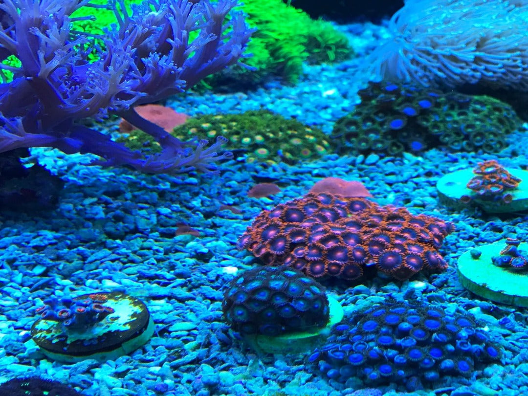Reef dip 250ml